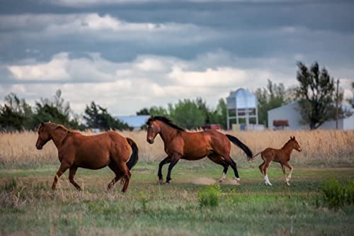 Принт със снимка на кон (Без рамка) Изображение Жребец, Кобила и конче, Пускающихся в Галоп във ферма в провинцията на щата Тексас,