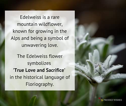 Картина в рамка с три цветя Эдельвейса, Кафява рамка
